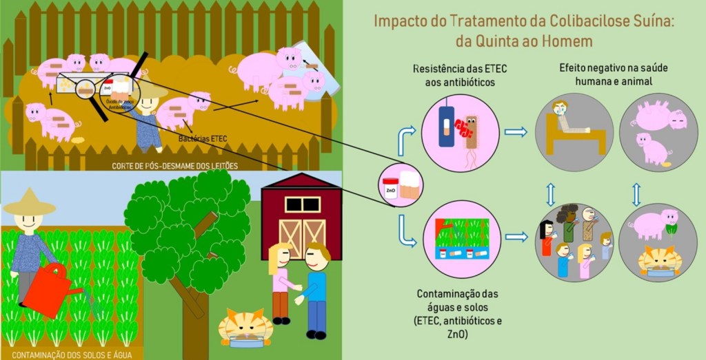 Impacto do Tratamento da Colibacilose Suína: da Quinta ao Homem