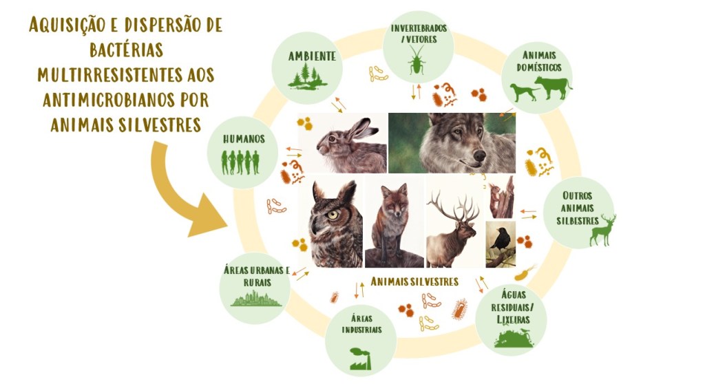 Aquisição e dispersão de bactérias multirresistentes aos antimicrobianos por animais&nbsp;silvestres