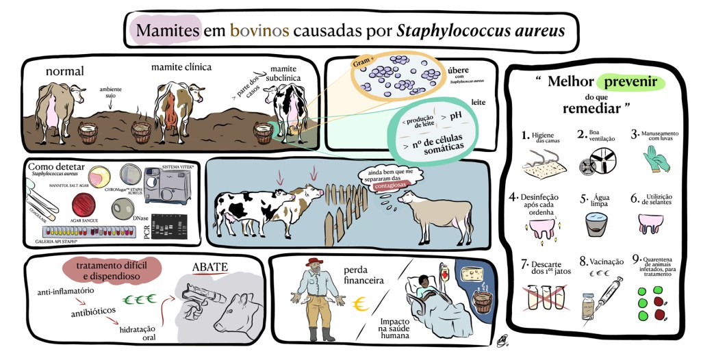 Mamites em bovinos causadas por Staphylococcus aureus