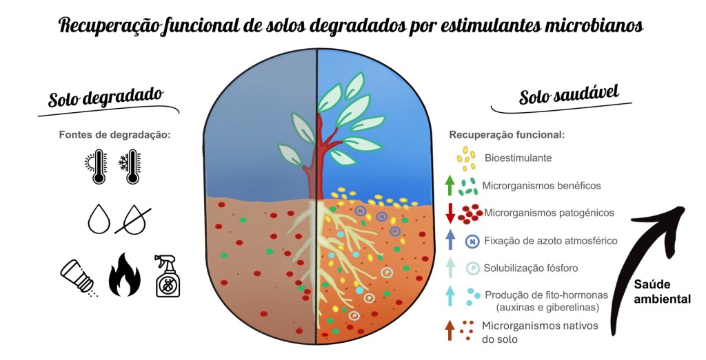 Recuperação funcional de solos degradados por estimulantes&nbsp;microbianos